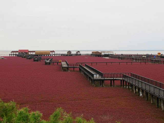 panjin red beach 72 من أجمل شواطئ العالم ’’ الشاطئ الأحمر ’’ في مدينة بانجين بالصين