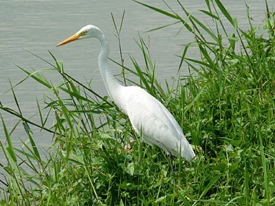 Intermediate egret (Egretta intermedia)