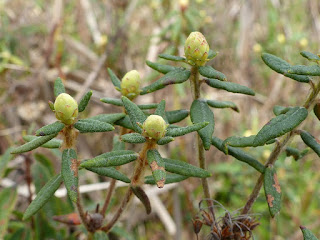 Thé du Labrador - Lédon du Groenland - Rhododendron groenlandicum - Ledum groenlandicum