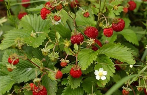 Morango-Fragaria-vesca-características-cultivo-e-cuidados