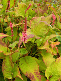 Persicaria amplexicaulis 'Firetail' Mountain Fleece at the Toronto Botanical Garden by garden muses-not another Toronto gardening blog