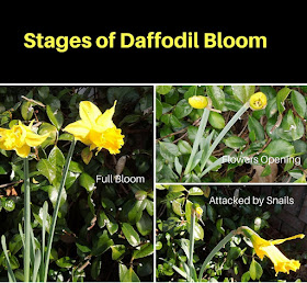 Daffodils are Back in Bloom