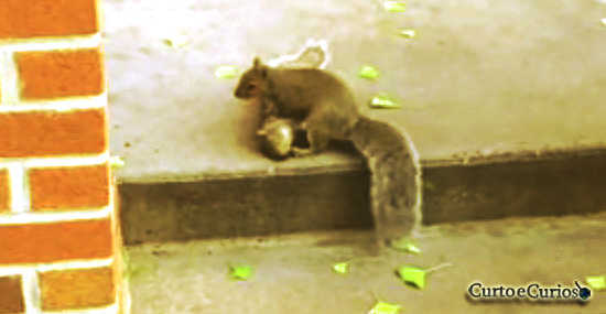 Emocionante: Esquilo tenta ajudar amigo morto e parece até pedir ajuda