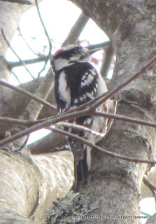 Downy Woodpeckers