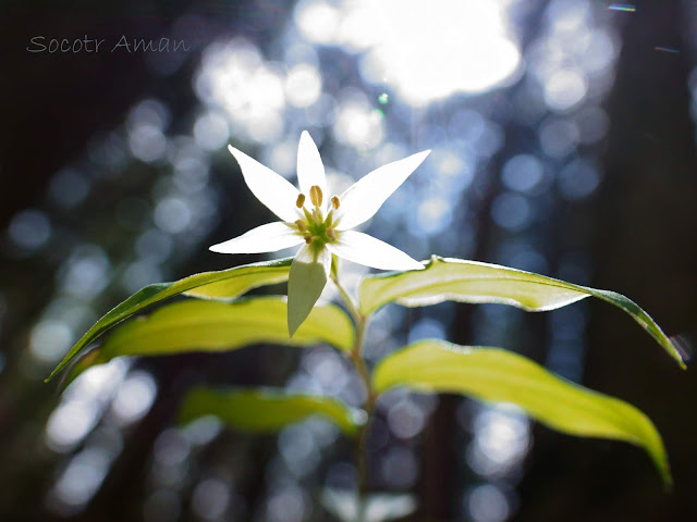 Disporum smilacinum