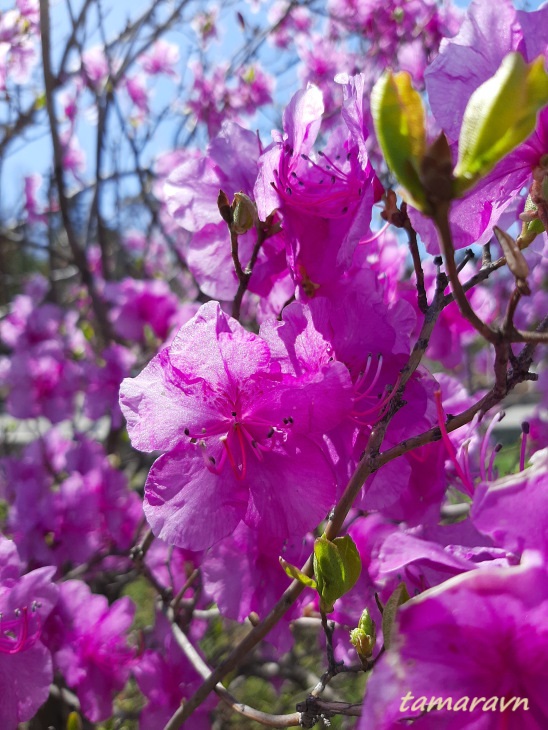 Рододендрон остроконечный (Rhododendron mucronulatum)