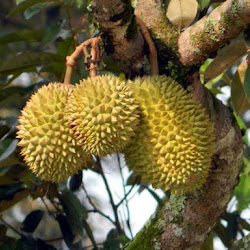 Jual Bibit Tanaman Durian Merah Kaki 3 Yang Cepat Berbuah