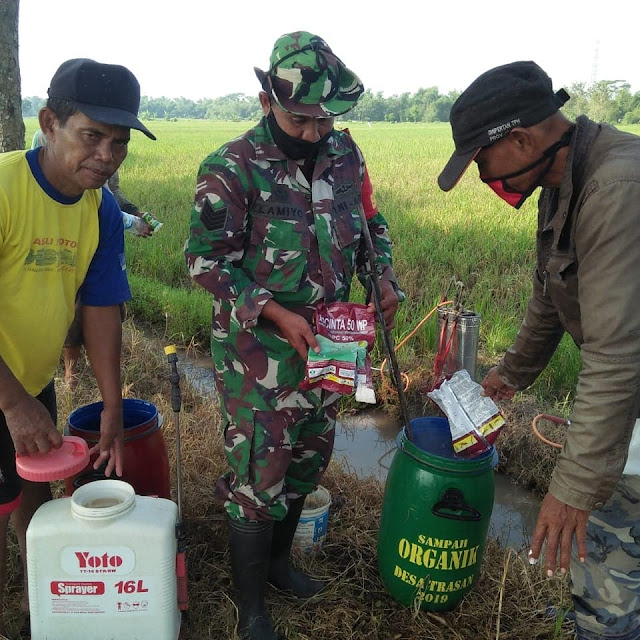 Babinsa Koramil Juwiring Dampingi Petani Lakukan Penyemprotan Hama Wereng