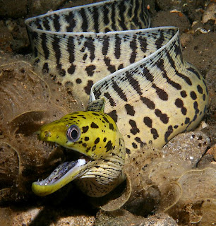 Fimbriated Moray Eel