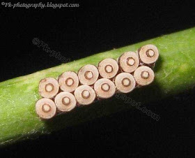 Harlequin Bug Eggs