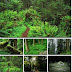 Forest Wallpapers Pack 2