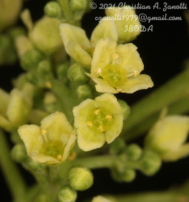 Guatambú blanco (Balfourodendron riedelianum)