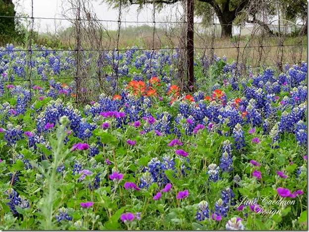 Wildflowers_Fence