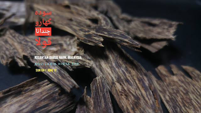 Agarwood, Oud, Oudh, Gaharu, Pure Agarwood Oil, Pure Oud Oil, Pure Oudh Oil, Cheap Agarwood, High quality Agarwood, High Grade Agarwood, Agarwood Price, Ensar Oud, Agar Aura, Imperial Oudh, Taha, Old Agarwood, Decoration Agarwood, Agarwood investment, APC, cleaning Agarwood, distilling Agarwood oil, Agarwood Perfume,