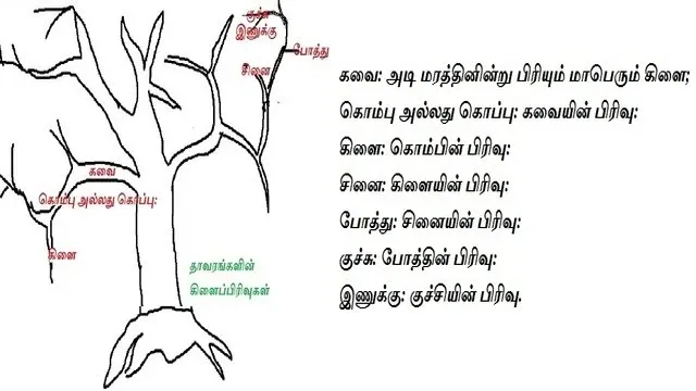தாவரங்களின் கிளைப்பிரிவுகள் - Branches of plants in Tamil Language