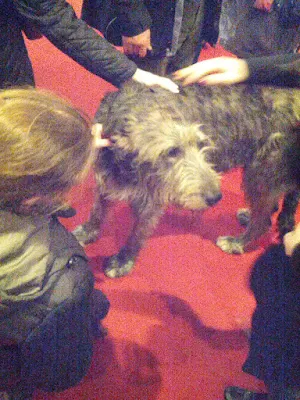 Irish Wolfhound at the Abbey Theatre in Dublin in March