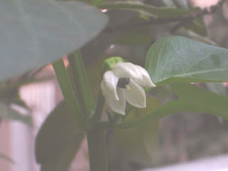 C. annuum çiçeği