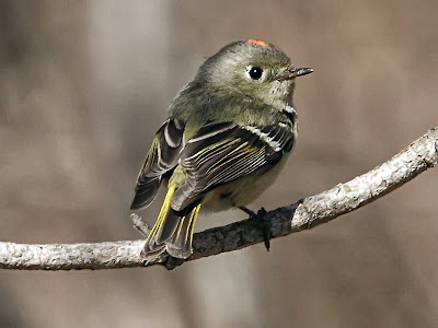 Ruby-crowned Kinglet