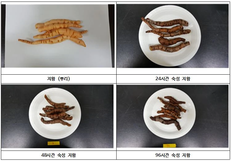 한약재 지황, 소화 장애 해결한 가공기술 개발