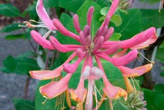 Honeysuckle Vine