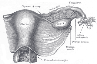 Uterus ve sağ geniş ligament, arkadan görünüm.