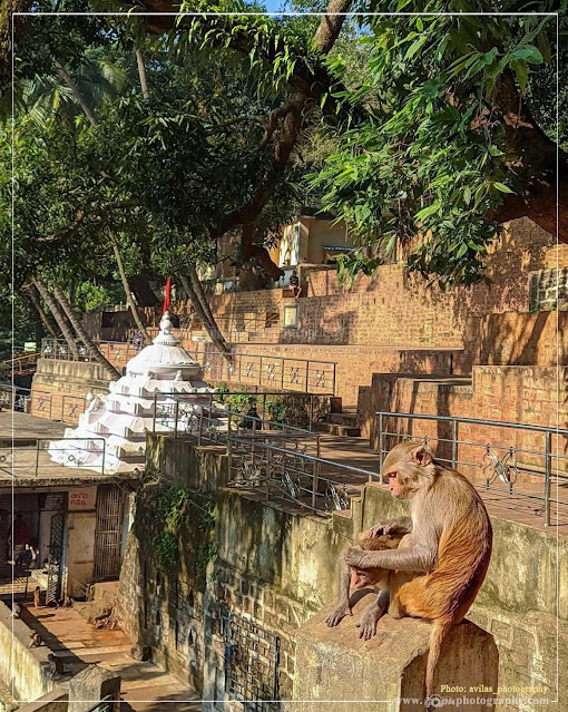 Monkies enjoying at the Kapilash Temple