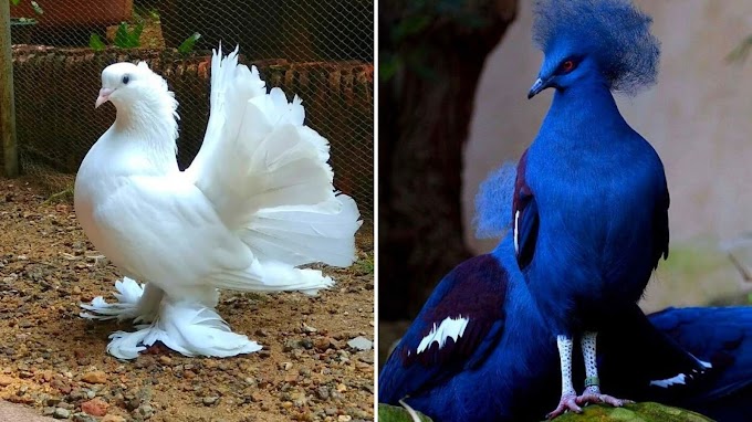 34 types of rarest and most beautiful pigeon species in the world at a glance!