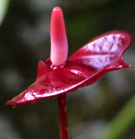 Anthurium Flower