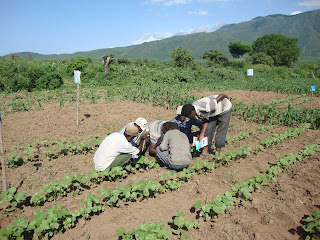 Farmers conducting insect scouting in a cotton field