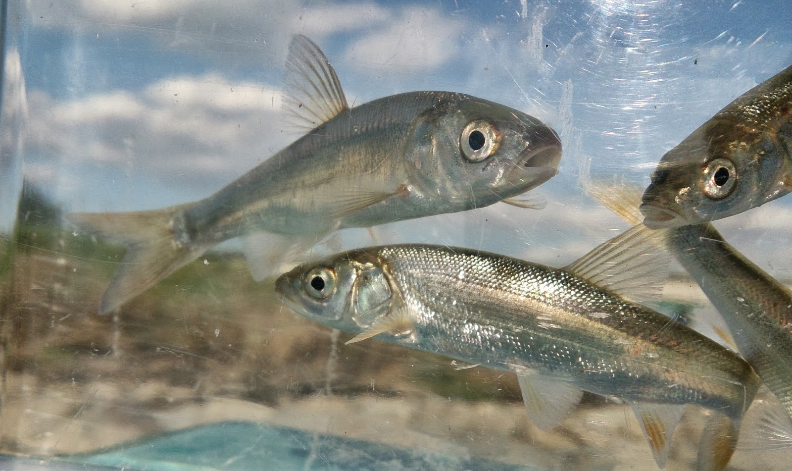 東京淡水魚図鑑 採取スポット 多摩川 府中市郷土の森付近 東京淡水魚図鑑 採取スポット 多摩川 府中市郷土の森付近