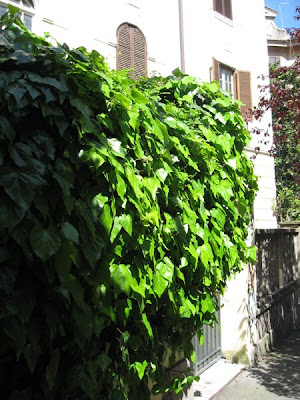 Ivy covers the wall on this local street.