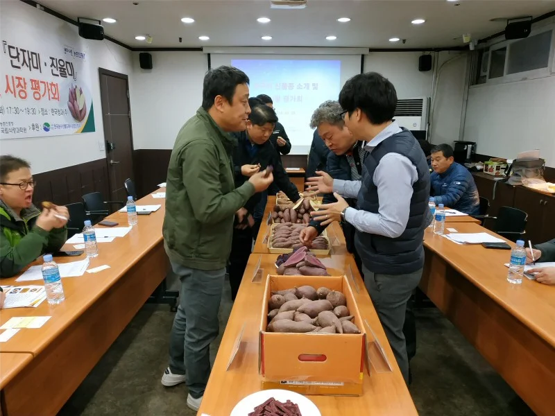 국내산 고구마,감자 등 식량작물 신품종 시장평가회