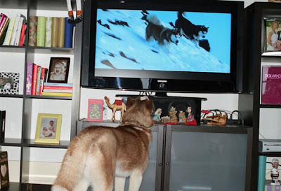 Pets watching TV Seen On www.coolpicturegallery.us