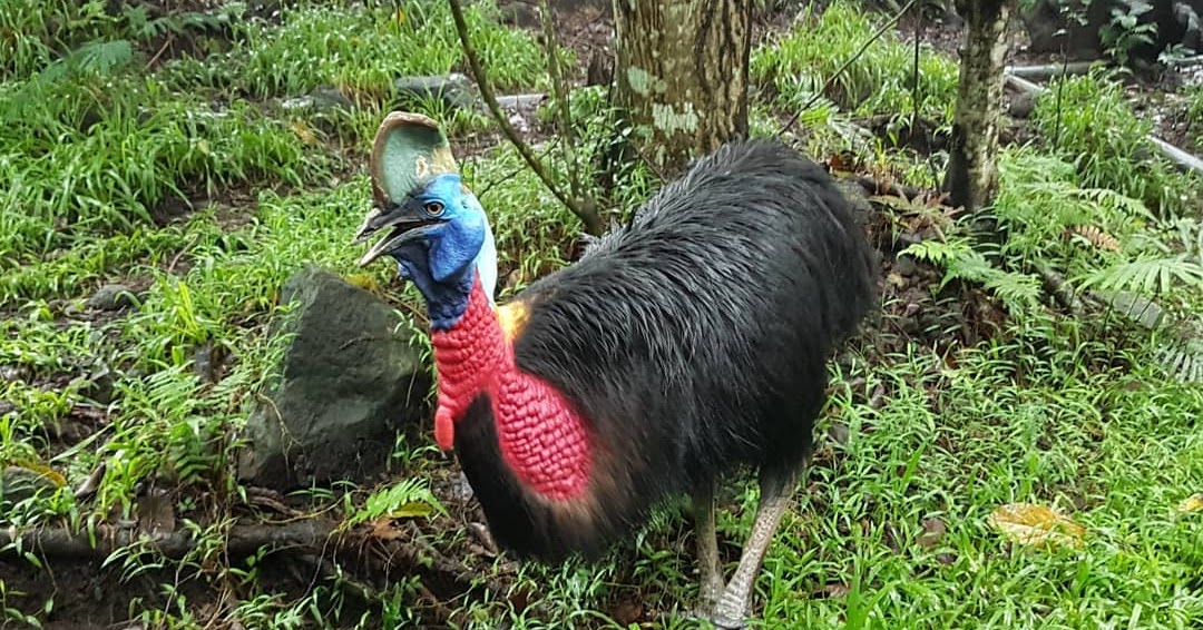 Kasuari Gelambir Tunggal Burung Besar Dari Papua 
