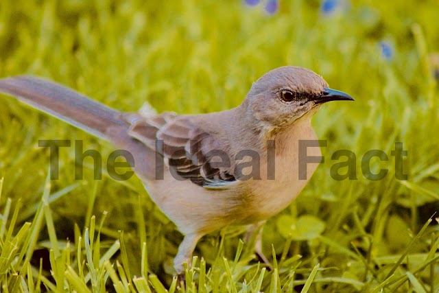  Facts about Mockingbird | The Ideal Facts