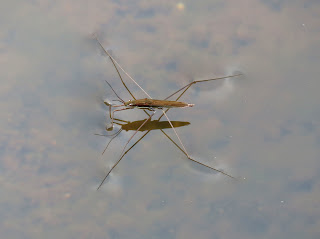 Insecto en reposo sobre el agua