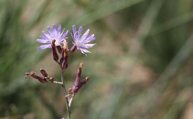 Blue Lettuce Flowers Pictures