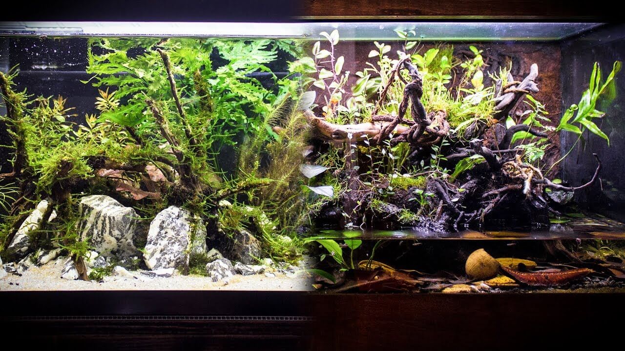 Perbedaan Aquascape, Vivarium, Terrarium, dan Riparium