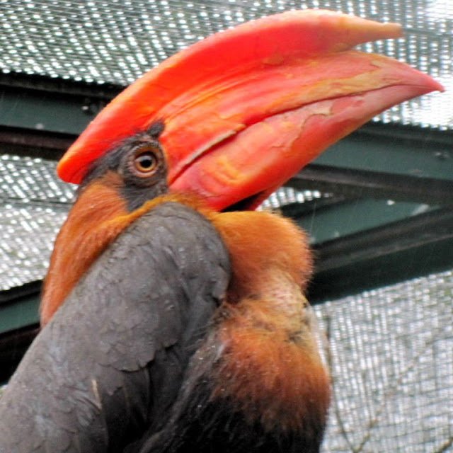 hornbill rufous2 من أجمل طيور العالم ’’ طائر البوقير ذو الإكليل الأحمر ‘‘