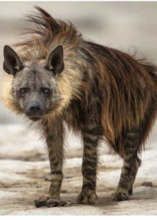 Hiena Parda (Hyaena brunnea)