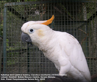 10 Jenis Burung Indonesia Yang Hampir Punah