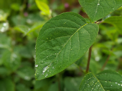 Blatt mit Wassertropfen, Hintergrund weichgezeichnet