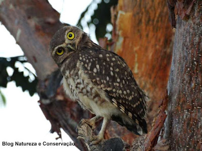 coruja buraqueira, aves do brasil, ornitologia, olhos de coruja, athene cunicularia, corujinha, corujas fofas, corujas do brasil, que bicho é, ornitologia, observação de aves, birds