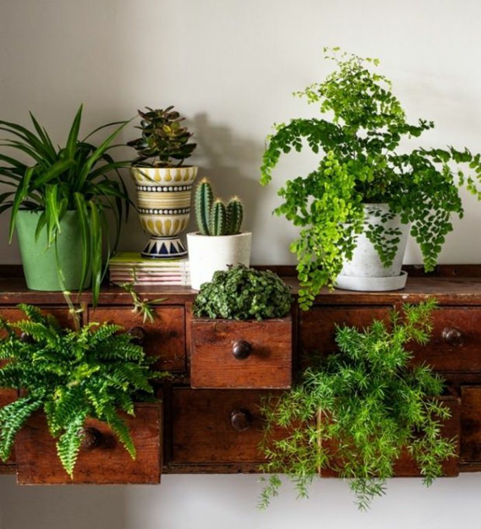 Decorating Your Home With Plants - Akamatra