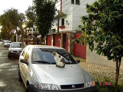 Gatinho em cima de um carro, em rua de Santos