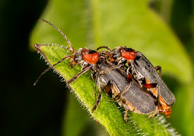 Cantharis Rustica, mating pair.  High Elms Country Park, 15 May 2014.