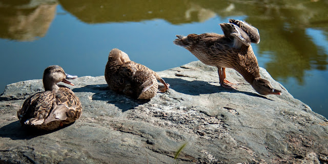 Mallard Ducks, Sterne Park