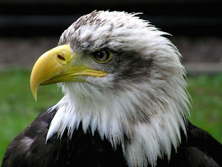 Bald Eagle Wallpaper