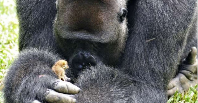 The Huge Gorilla Made Best Friends With A Tiny Bush Baby, And The Internet Can’t Get Enough