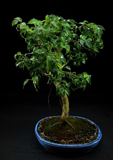 przycinanie bonsai